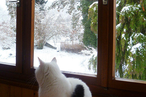 Photo de la véranda de la pension - Un chat regarde le jardin enneigé