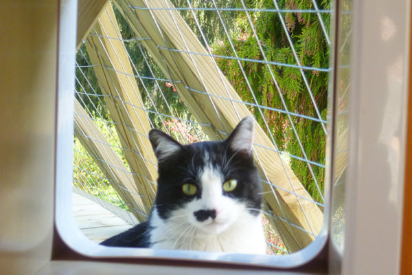 Pension féline Le Chat Perché - photo de la chatière, passage entre la véranda et l'enclos en forme de dôme dans le jardin
