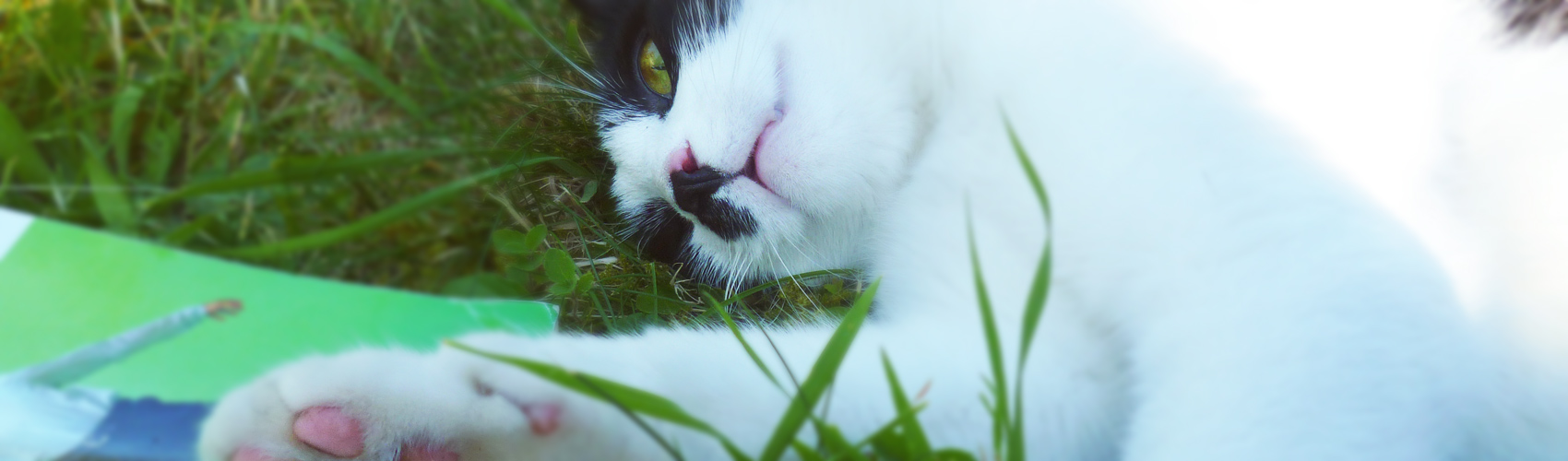 Pension du Chat Perché : Photo de haut de page