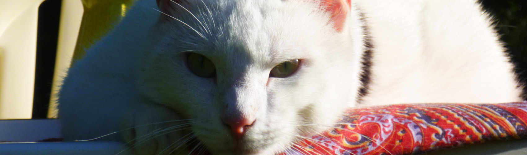 Pension du Chat Perché : Photo de haut de page