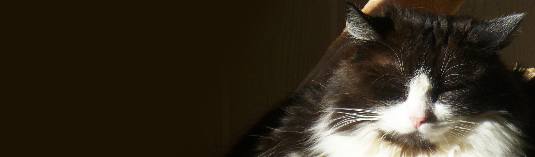 Photo de haut de page