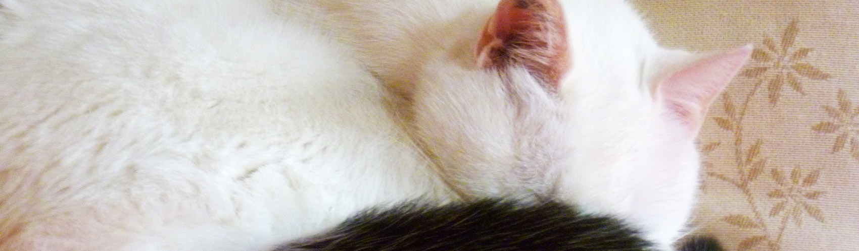 Photo de haut de page