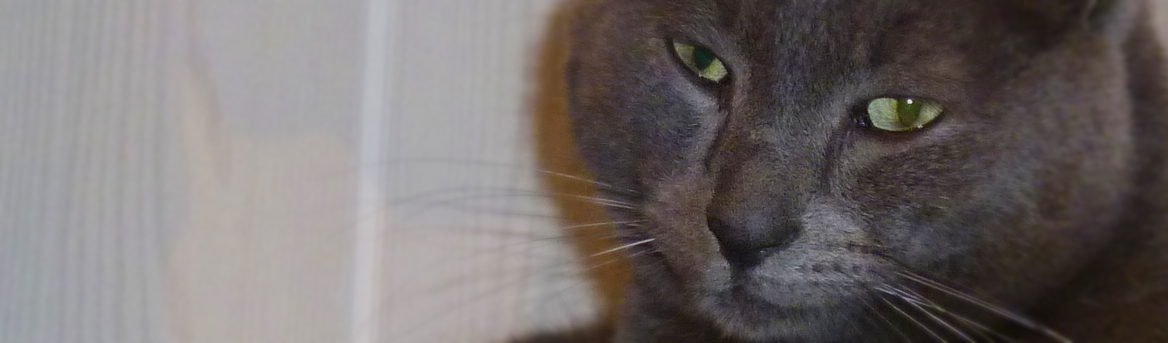 Pension du Chat Perché : Photo de haut de page