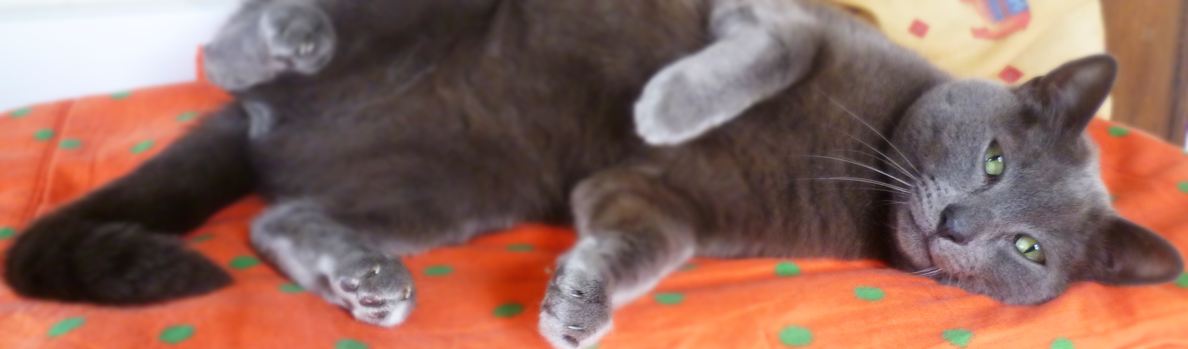 Pension du Chat Perché : Photo de haut de page