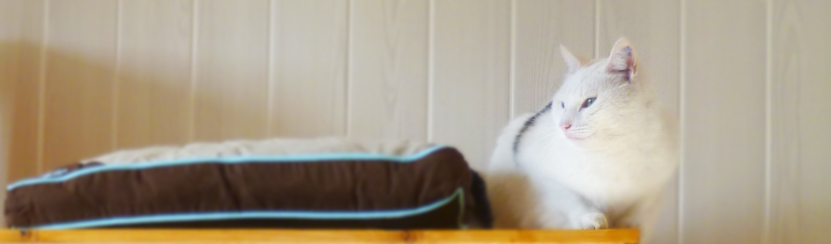 Pension du Chat Perché : Photo de haut de page