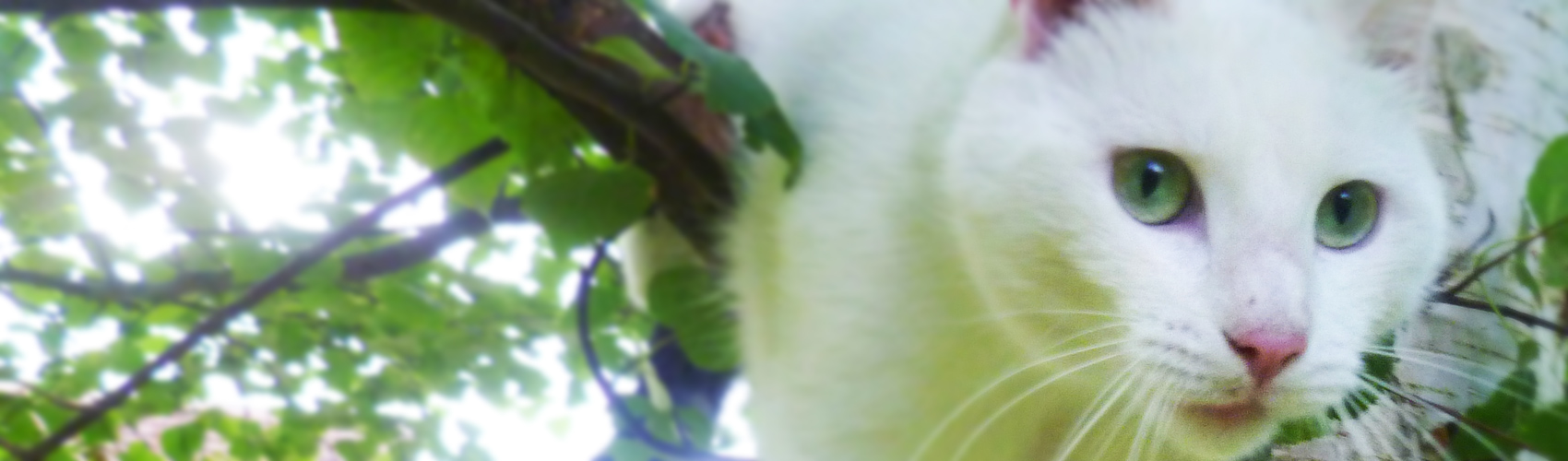 Pension du Chat Perché : Photo de haut de page