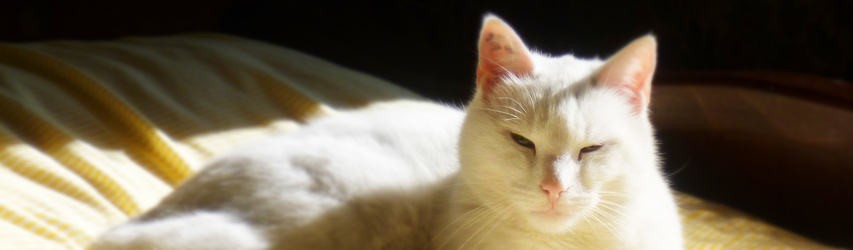 Pension du Chat Perché : Photo de haut de page