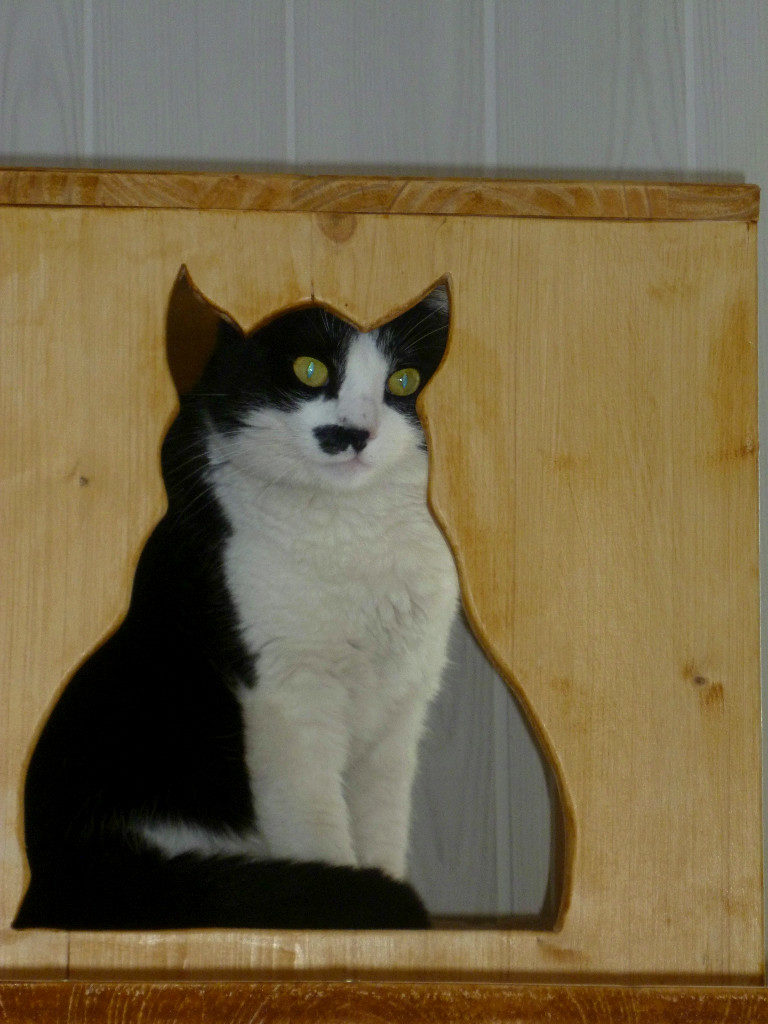 Illustration du Blog de la Pension du Chat Perché - Un chat regarde au travers d'une découpe en forme de chat dans un des meubles créé par Nicolas