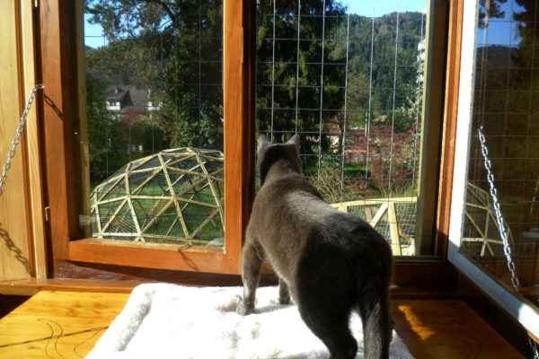 Photo du Blog de la Pension du Chat Perché - Un chat regarde le jardin, perché sur la tablette créée par Nicolas